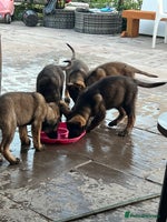 German Shepherd dogs - Advert 15