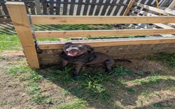 Staffordshire Bull Terrier dogs for sale: Blue staff for sale  - Image 25