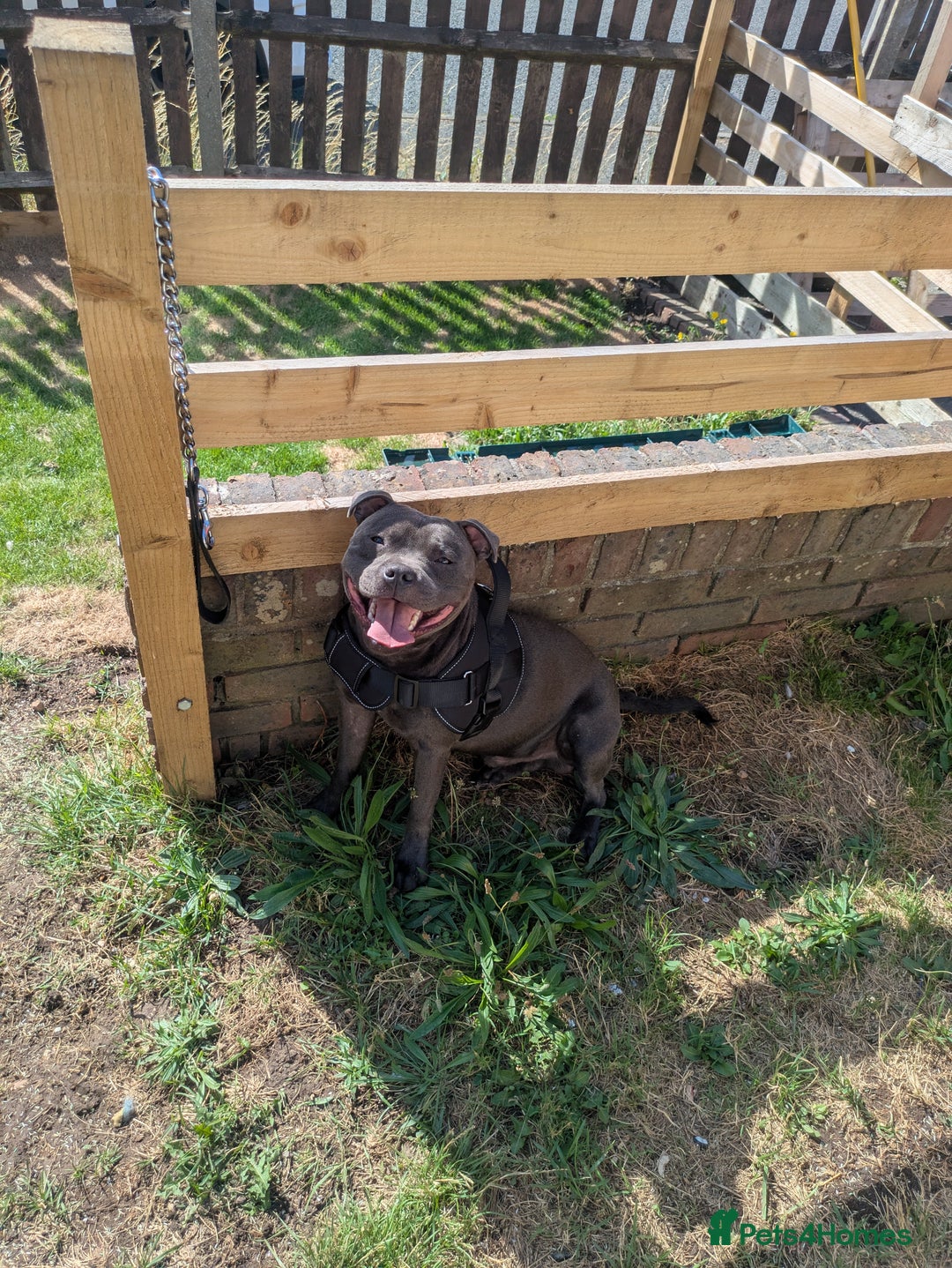 Staffordshire Bull Terrier dogs for sale: Blue staff for sale  - Image 25