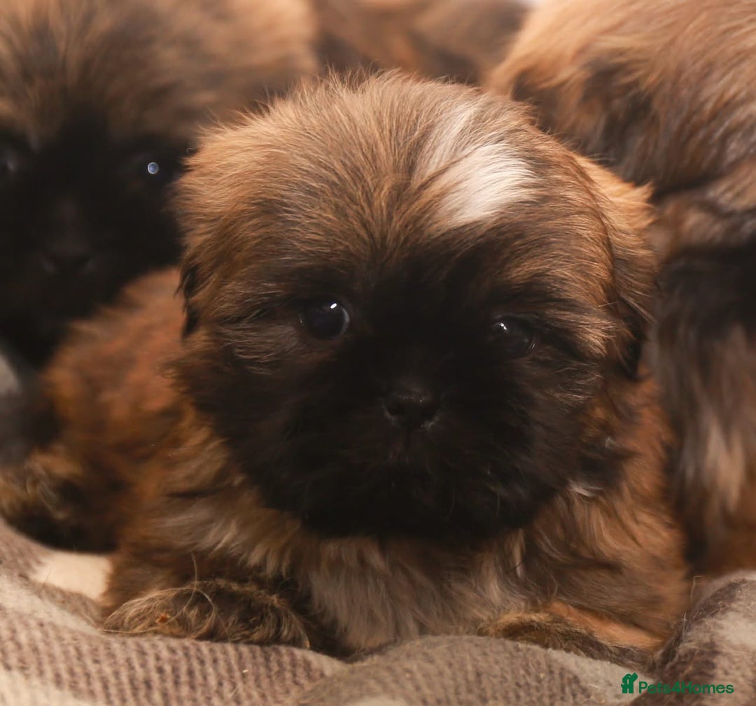 Shih Tzu dogs for sale: Outstanding Shih Tzu boys  - Advert 5