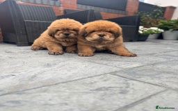 Tibetan Mastiff dogs for sale: Chinese Tibetan mastiff pups  - Image 18