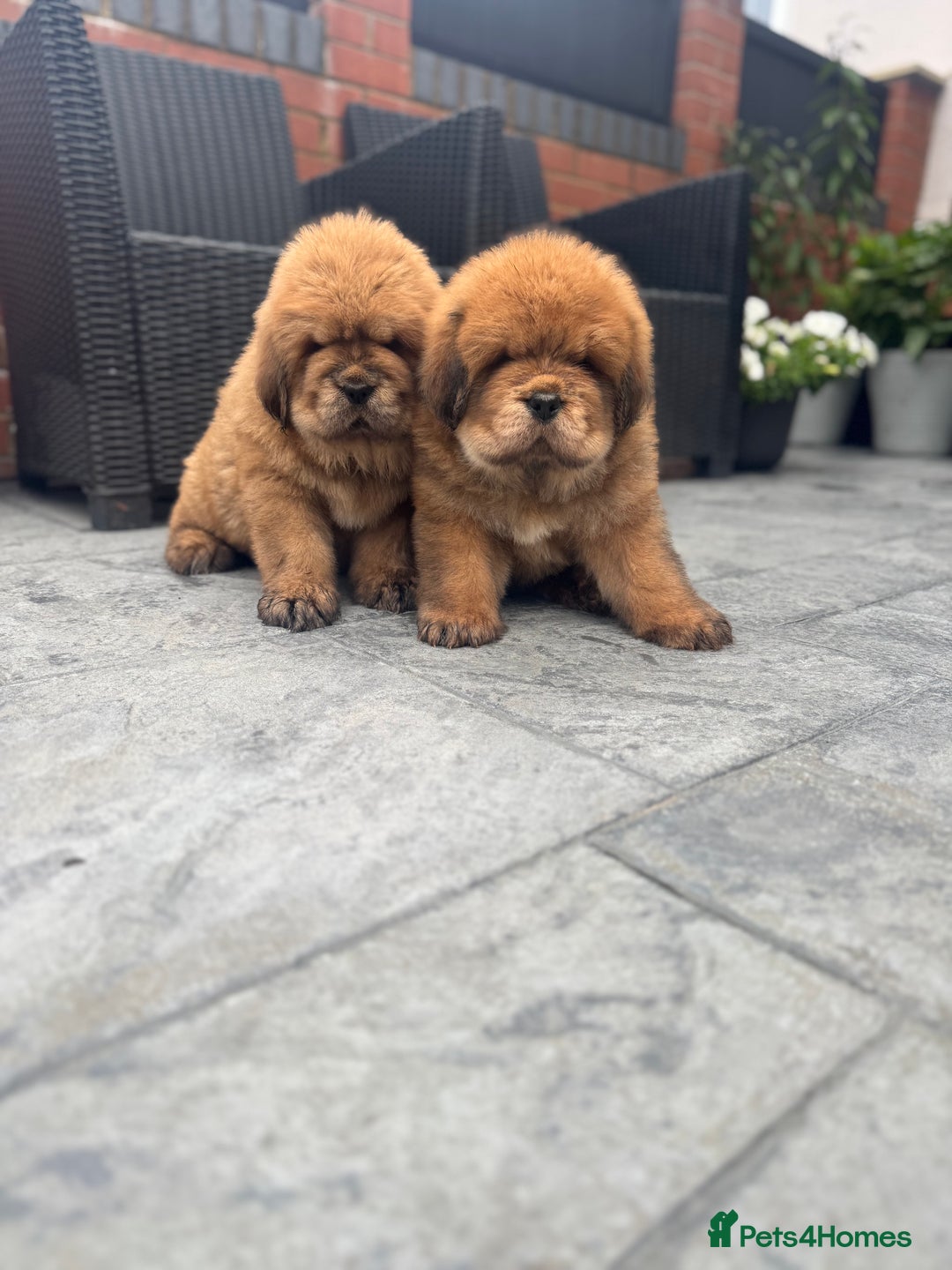 Tibetan Mastiff dogs for sale: Chinese Tibetan mastiff pups  - Image 18