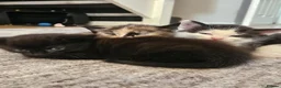 Domestic Shorthair cats for sale: 3 Adorable Female Kittens Ready Soon - Advert 8