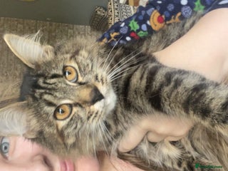 Mixed Breed cats Ginger kitten - Advert 1