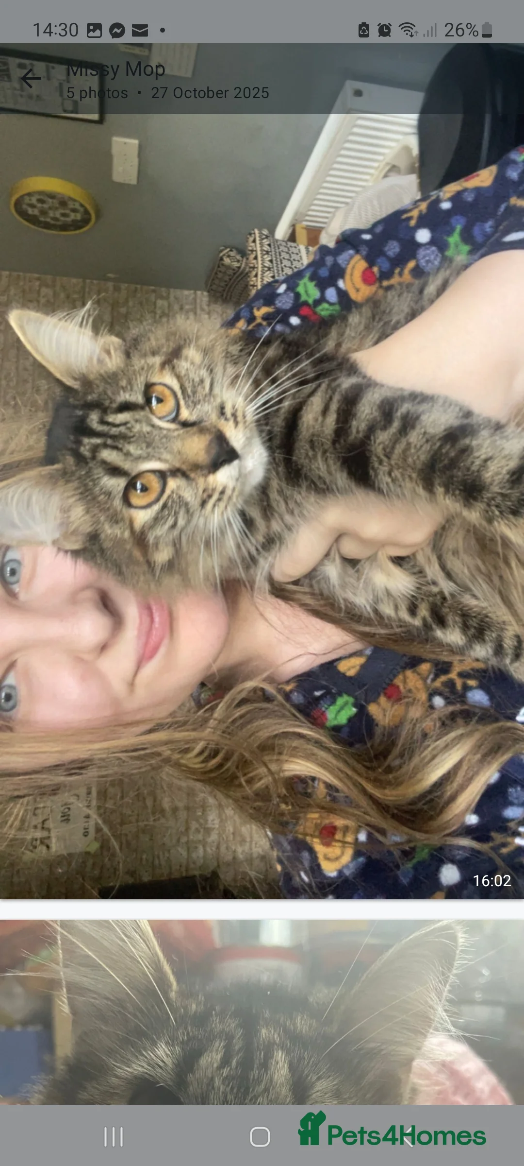 Mixed Breed cats for sale: Ginger kitten - Advert 1