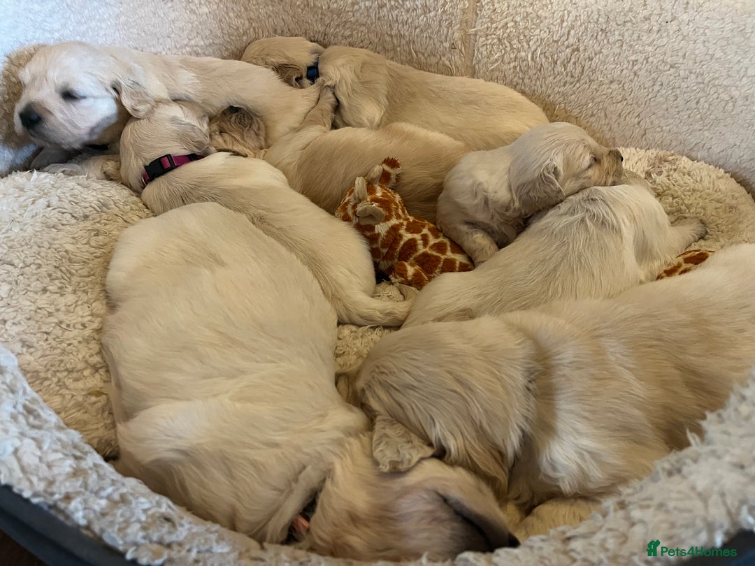 Golden Retriever dogs for sale: KC registered Golden Retriever puppies  - Advert 11