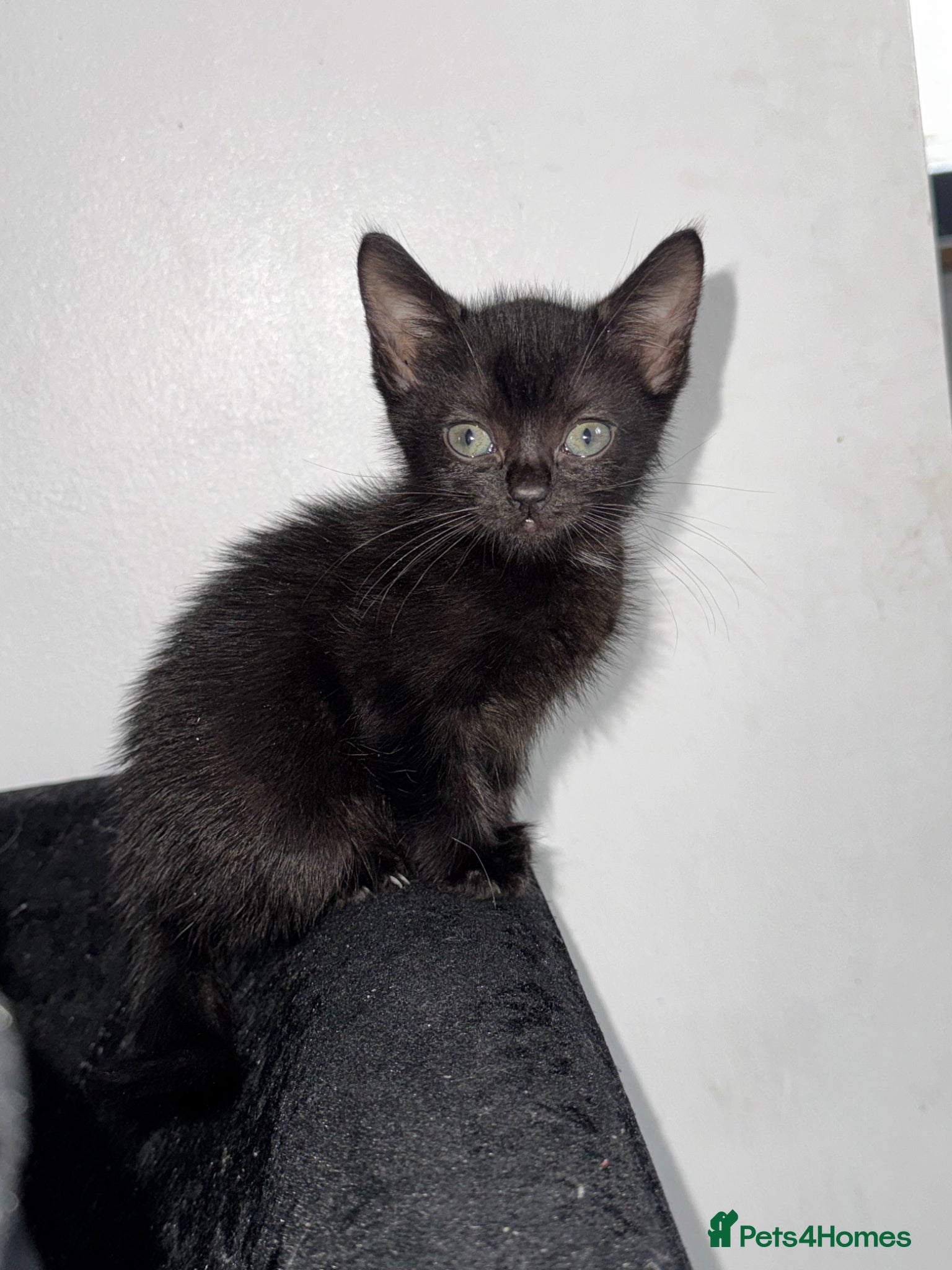 Mixed Breed cats READY NOW 4 beautiful kittens 3 girls 1 boy - Advert 6