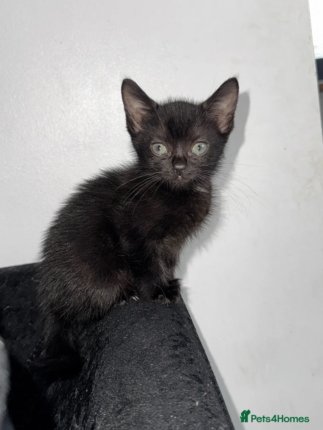 Mixed Breed cats for sale: READY NOW 4 beautiful kittens 3 girls 1 boy - Advert 1
