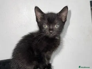 Mixed Breed cats READY NOW 4 beautiful kittens 3 girls 1 boy - Advert 6