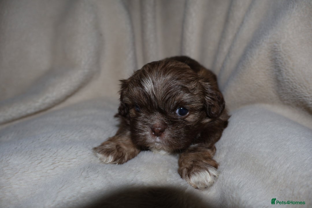 Shih Tzu dogs for sale: ✨CHOC DOBBIE IMPERIALS CARRYING BLUE✨ - Advert 27