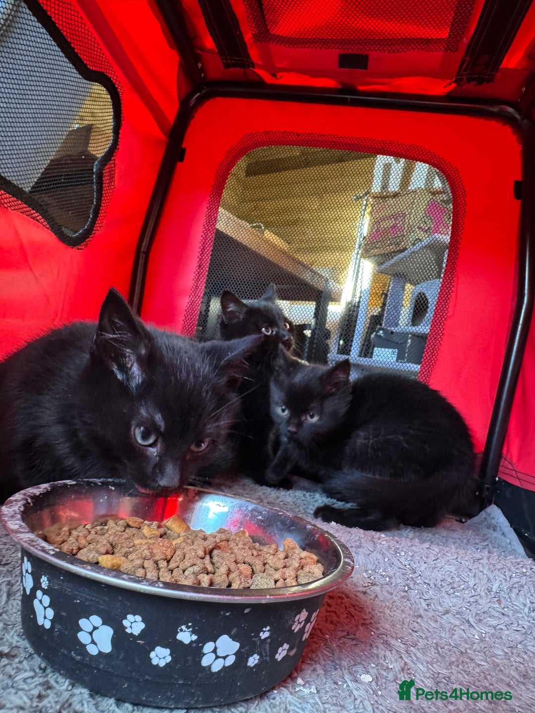 Mixed Breed cats for sale: Adorable black kittens  - Advert 8
