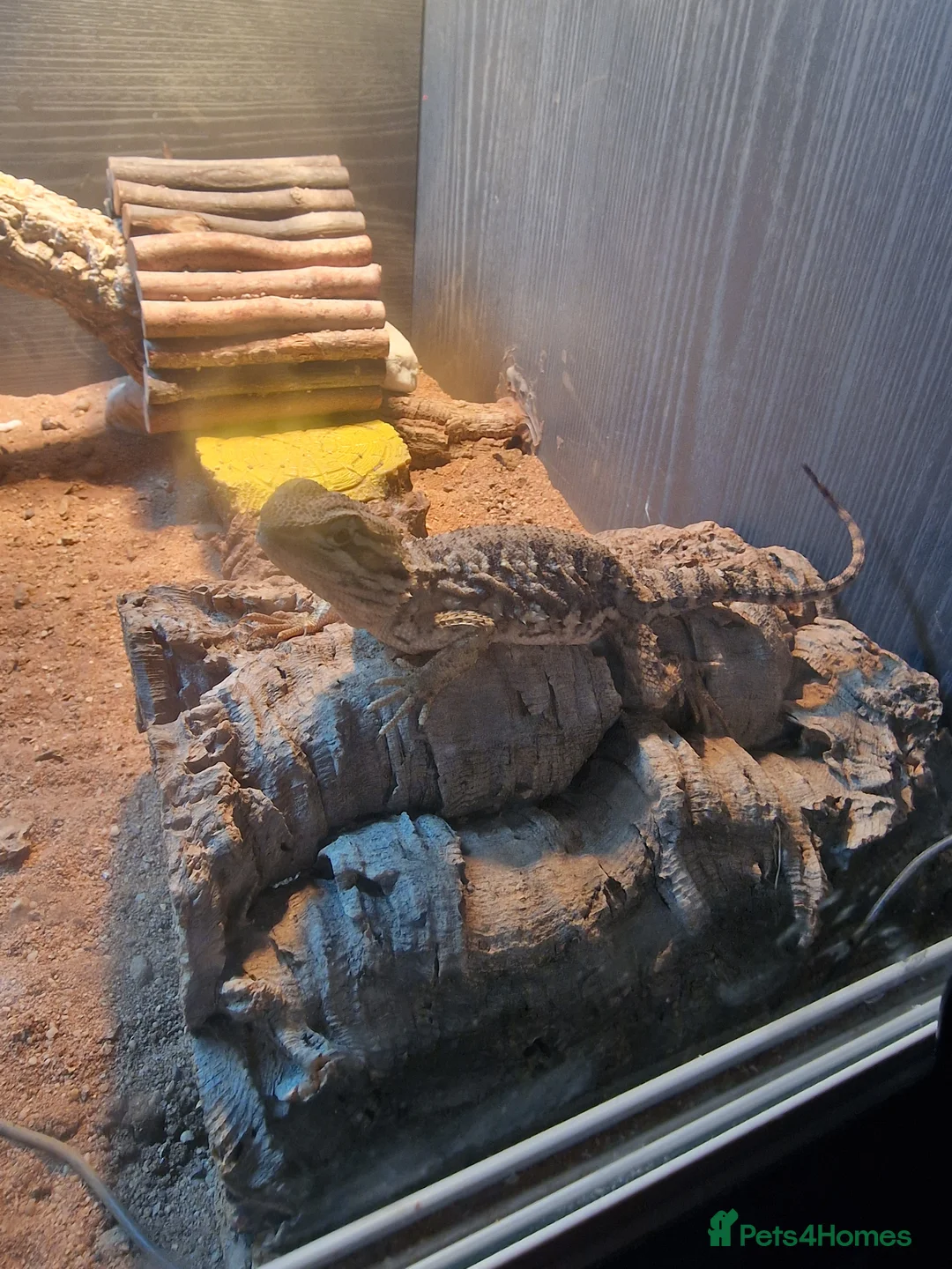 Bearded Dragon reptiles for sale: 3month old ranking dragon and set up - Advert 2