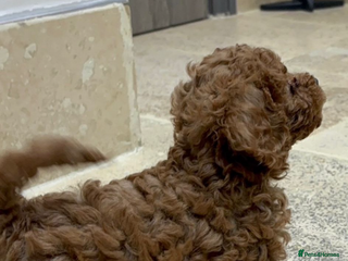 Cavapoo dogs Cavapoo f2b pups - Advert 2