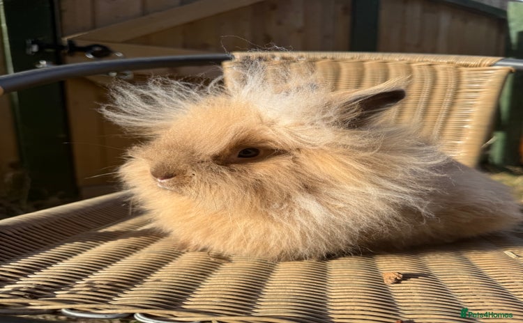 Lionhead rabbits - Advert 7