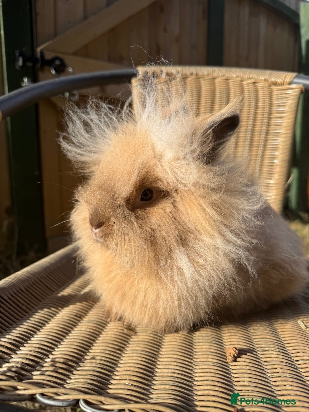 Lionhead rabbits for sale: Pure bred double maned chocolate torte lionhead  - Image 1