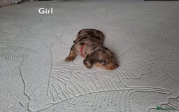 Miniature Dachshund dogs for sale: ❤️ 5 Adorable Mini Dachshund Puppies Ready to Love - Image 2
