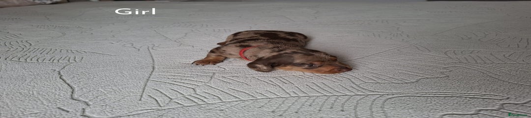 Miniature Dachshund Puppy 1