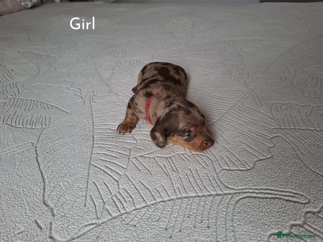 Miniature Dachshund dogs for sale: ❤️ 5 Adorable Mini Dachshund Puppies Ready to Love - Image 2