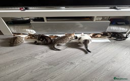 Mixed Breed cats for sale: TABBY/TORTOISESHELL/WHITE KITTENS X5 - Image 14