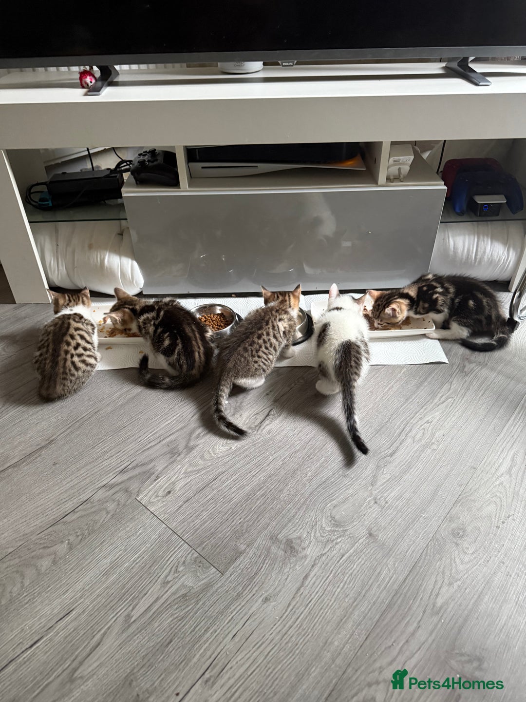 Mixed Breed cats for sale: TABBY/TORTOISESHELL/WHITE KITTENS X5 - Image 14