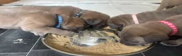 Cane Corso dogs for sale: Stunning Cane Corso puppies - only litter from mum - Advert 13