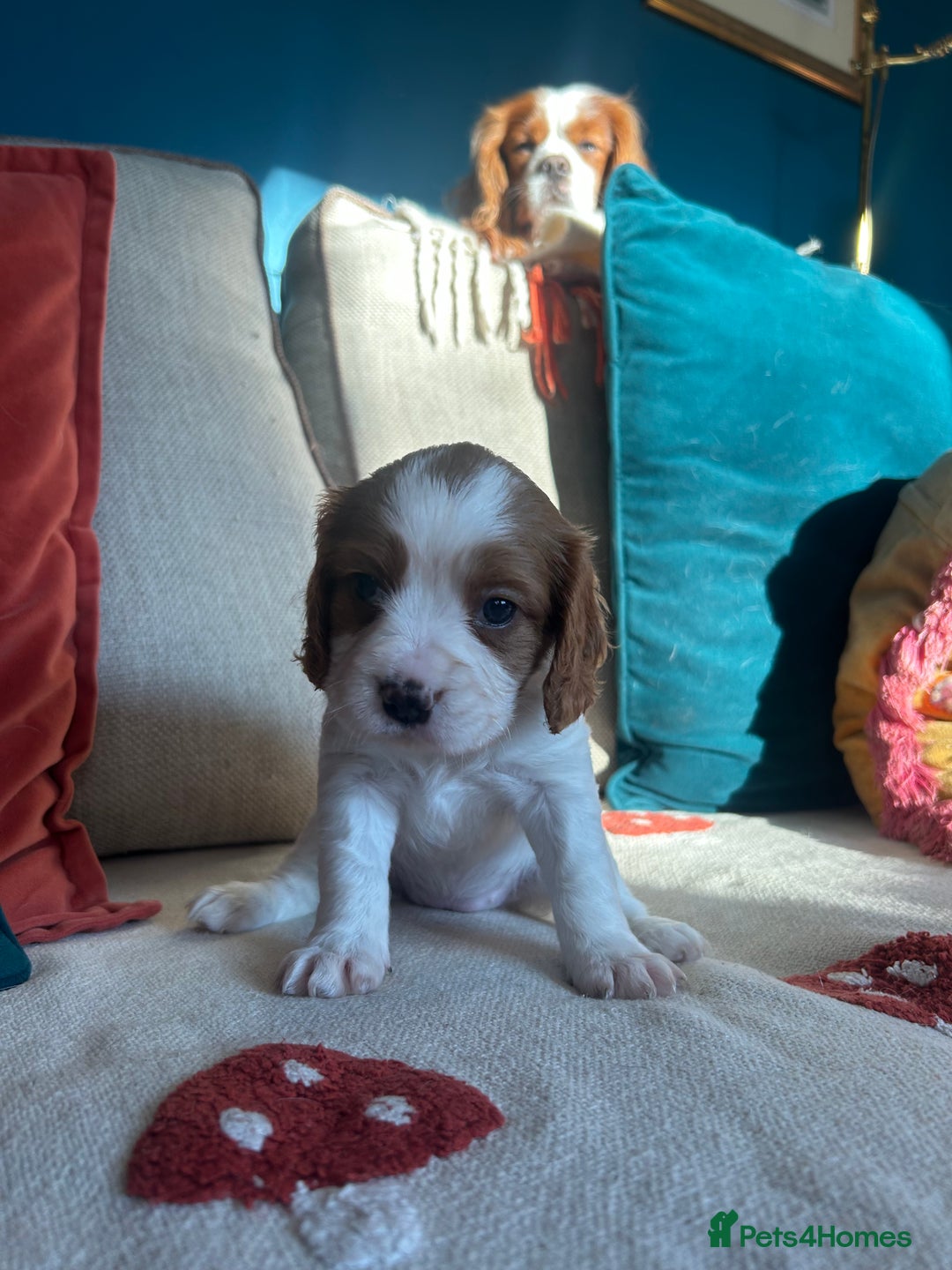 Cockalier dogs for sale: Beautiful Litter of Cavalier King Charles X Cocker - Advert 18