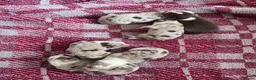 Border Collie dogs for sale: 6 Beautiful Red Merle puppies  - Advert 9