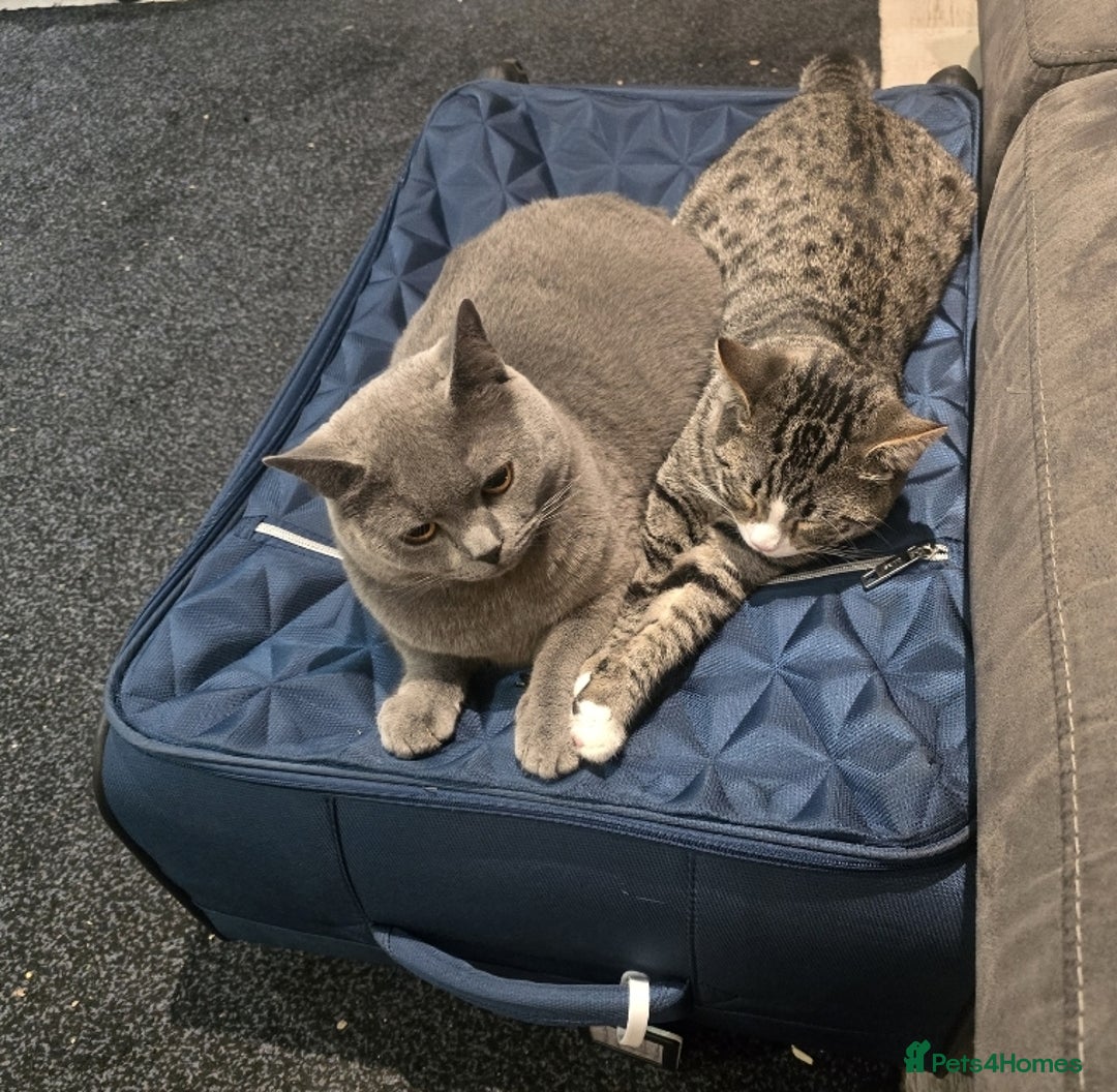 Mixed Breed cats for sale: 10 month old tabby kitten/cat  - Image 5