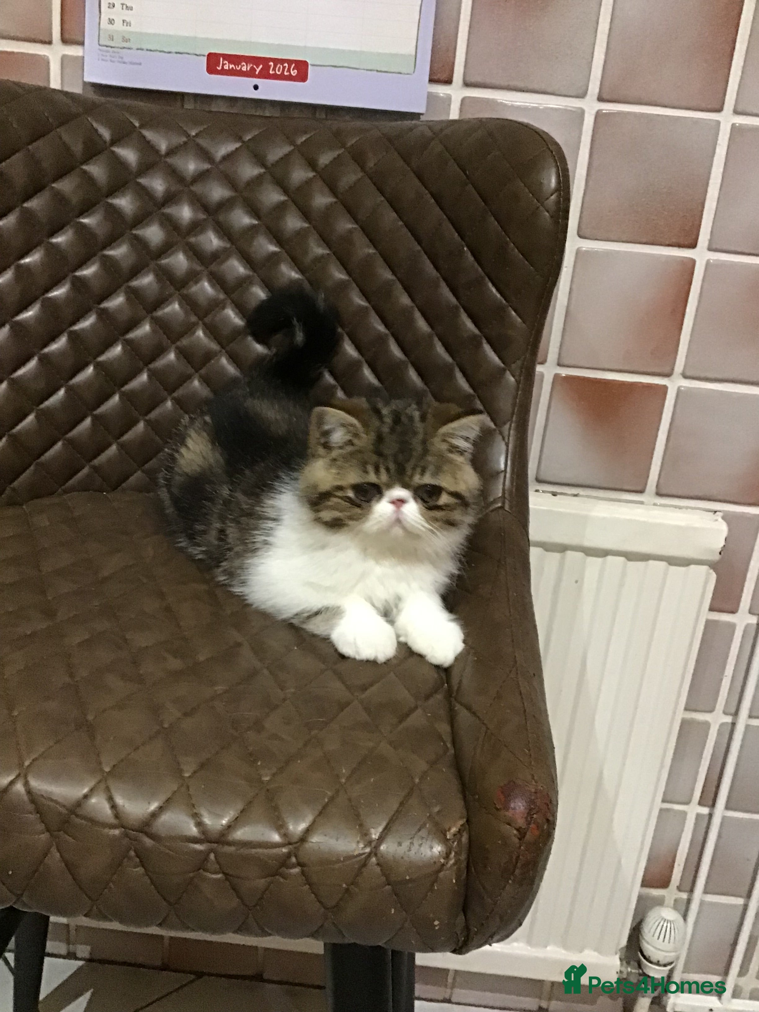 Exotic cats Brown Tabby/white exotic boy - Advert 2