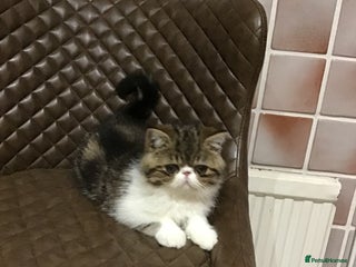 Exotic cats Brown Tabby/white exotic boy - Advert 6