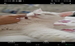 Maine Coon cats for sale: Beautiful cats looking for forever homes - Image 5
