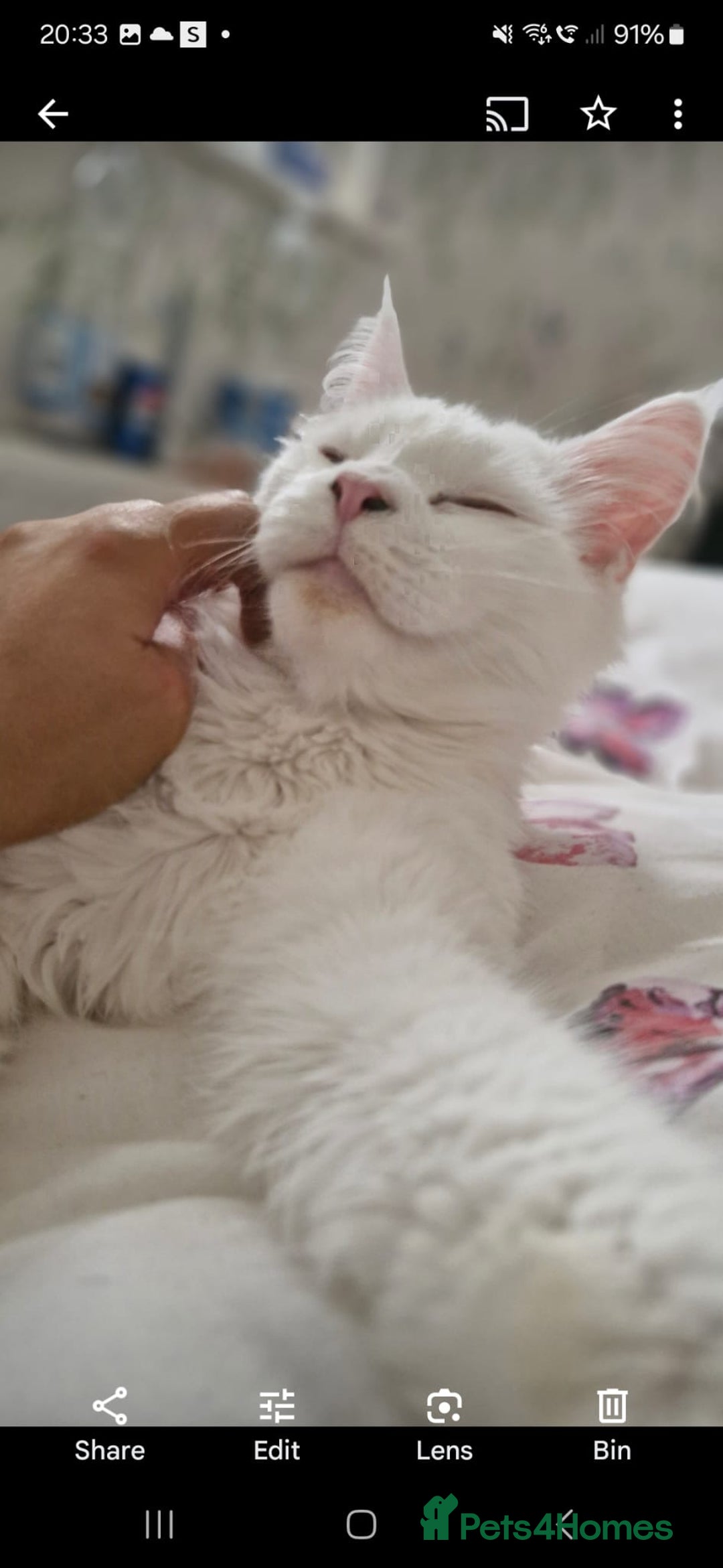 Maine Coon cats for sale: Beautiful cats looking for forever homes - Image 5
