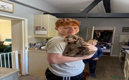 Cockapoo dogs for sale: F1 Cockapoo Puppies - Image 10