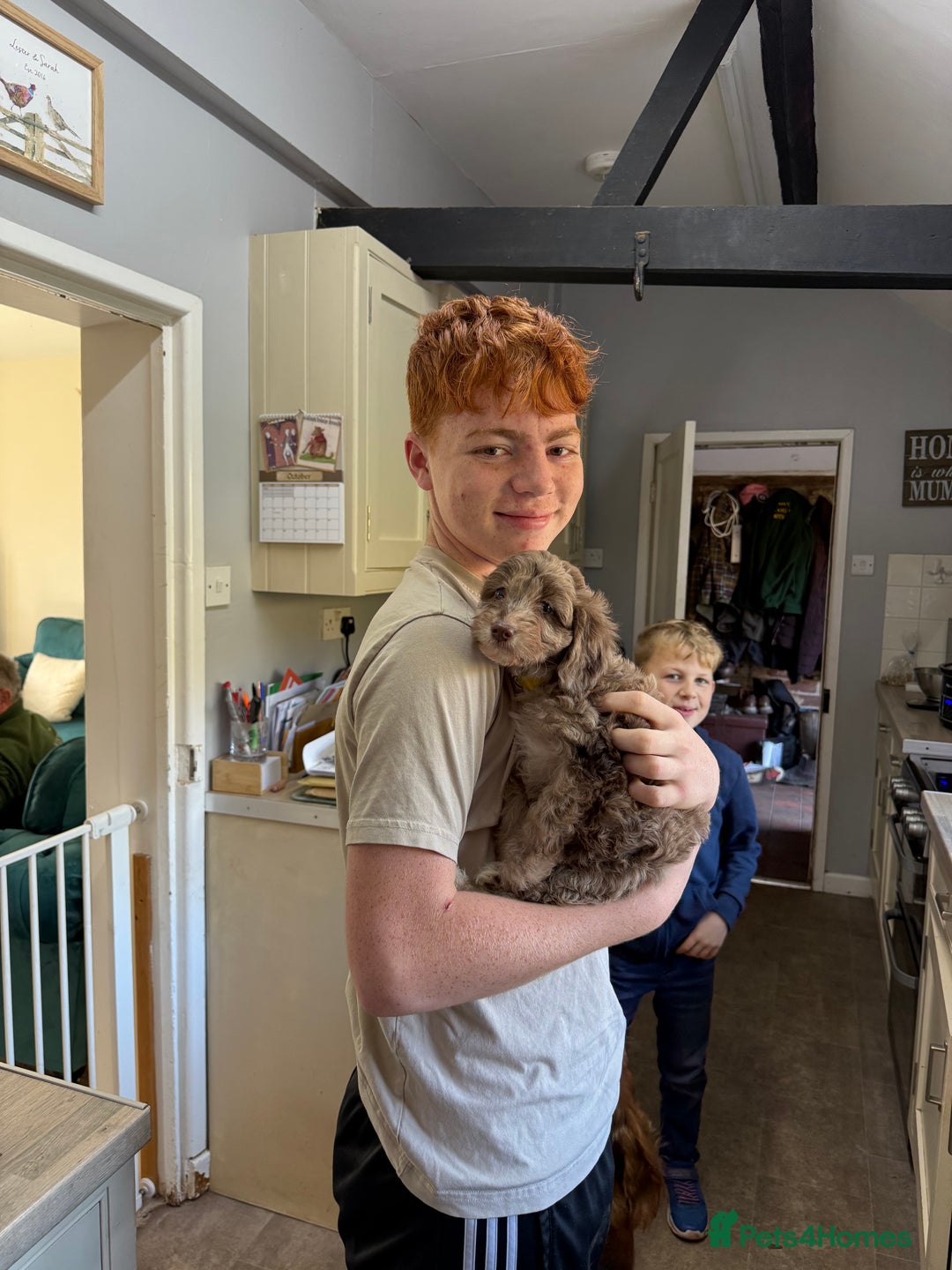 Cockapoo dogs for sale: F1 Cockapoo Puppies - Image 10