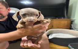 Dachshund dogs for sale: Dachshund puppies  in Driffield - Image 22