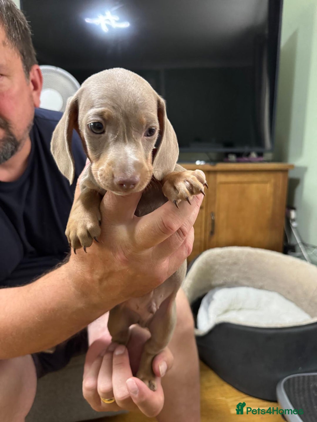 Dachshund dogs for sale: Dachshund puppies  in Driffield - Image 22