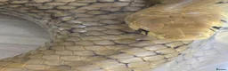 Snake reptiles for sale: Pairof Black Tailed cribos - Advert 7