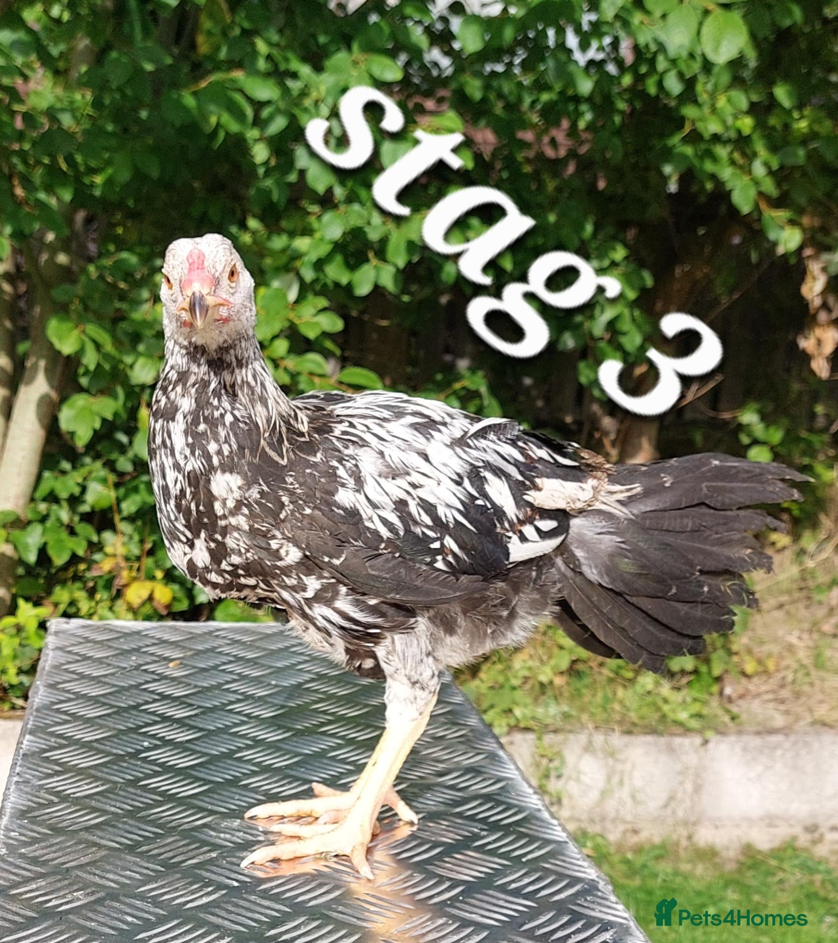 Chickens poultry Pairs stags & pullets - Advert 1
