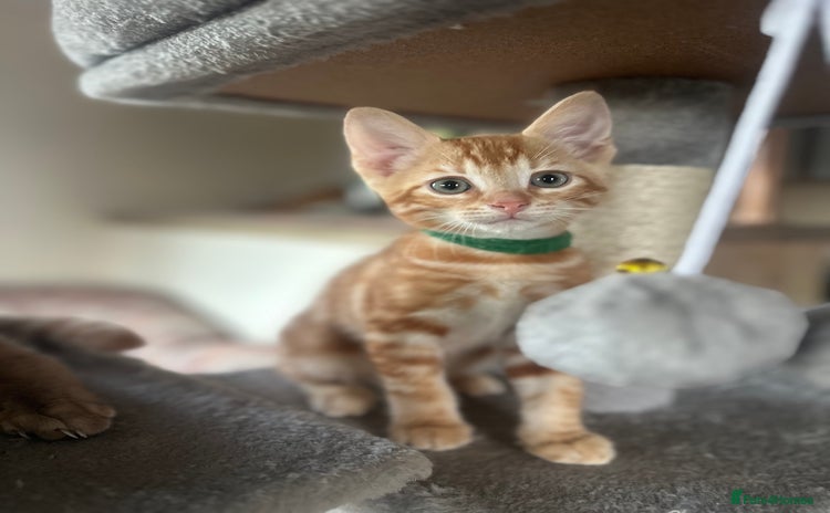 Domestic Shorthair cats - Advert 1