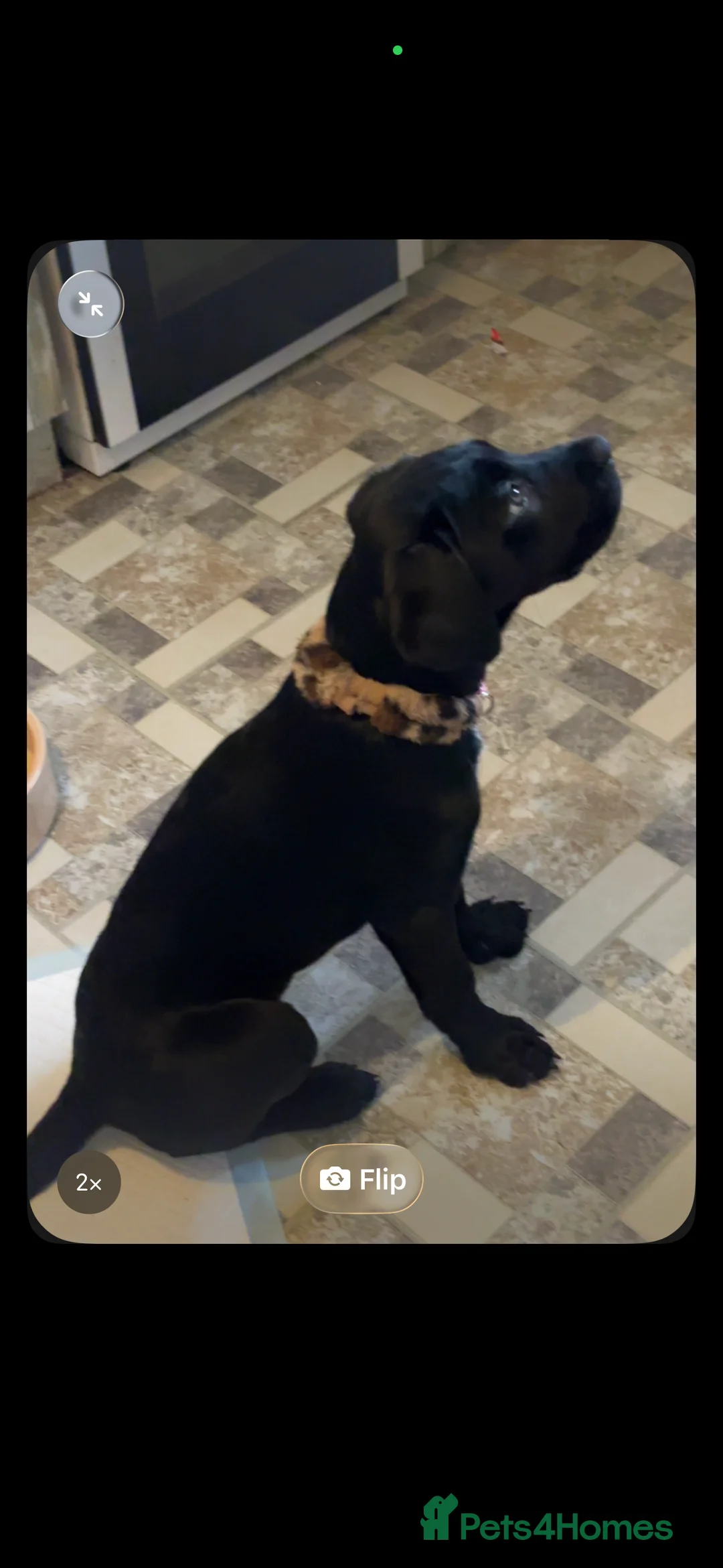Cane Corso dogs for sale: Female cane corso 4 months in Hull - Advert 2