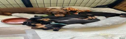 Miniature Dachshund dogs for sale: Kc reg miniature dachshunds - 2 girls - 2 boys  - Advert 20