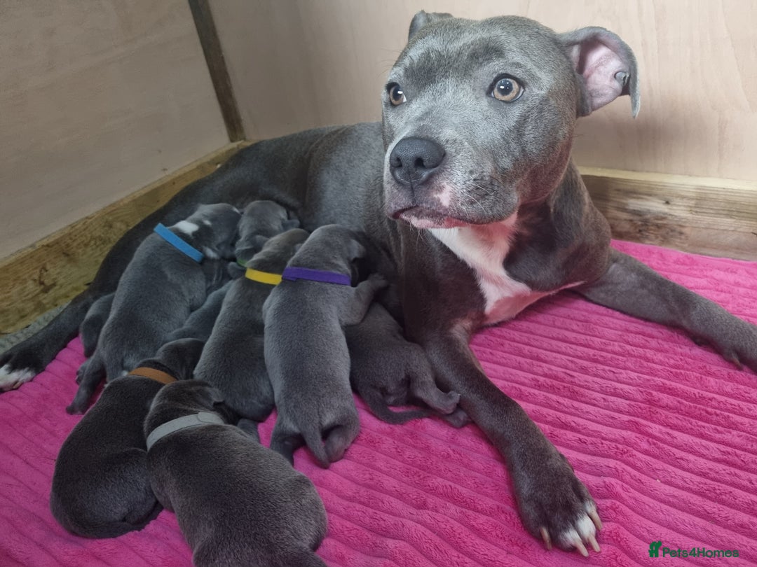 Staffordshire Bull Terrier dogs for sale: Staffordshire Bull Terrier Puppies- Ready Soon! - Image 10