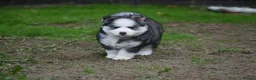 Pomsky dogs for sale: Genuine Celtic Star F3 Pomskies Available  - Advert 10