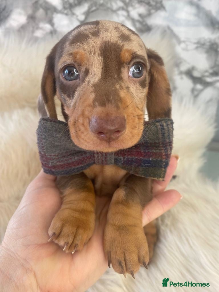 Miniature Dachshund dogs for sale: Beautiful Miniature Dachshund Puppies in Wigan - Advert 6
