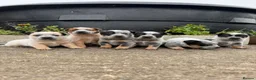Australian Cattle Dog dogs for sale: Australian Cattle Dog Pups  - Advert 2