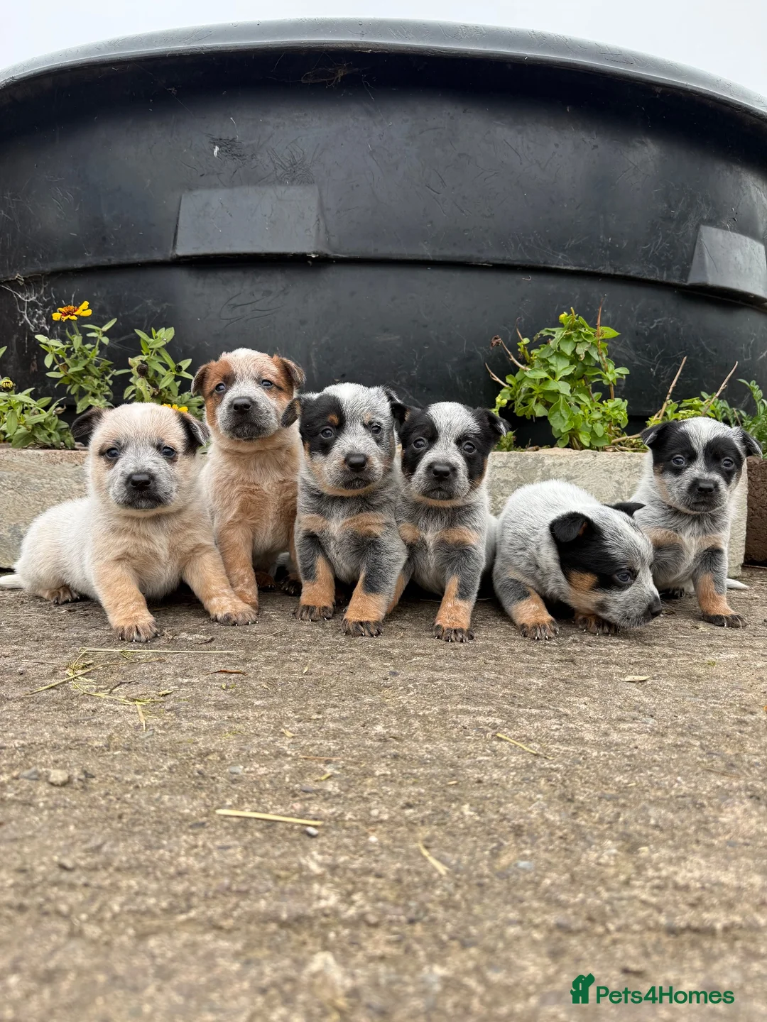 Australian Cattle Dog dogs for sale: Australian Cattle Dog Pups  - Advert 2