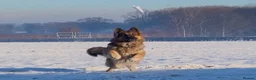 German Shepherd dogs for sale: German Shepherd Puppies - Advert 13