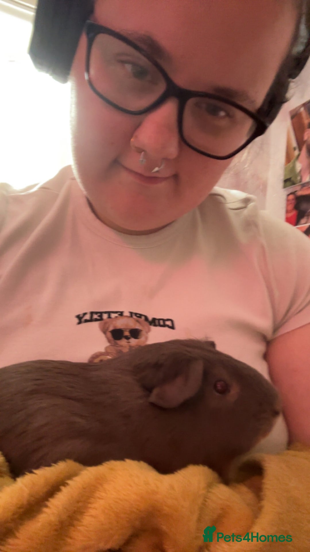 Guinea Pig rodents for sale: One guinea pig for rehoming  - Image 6