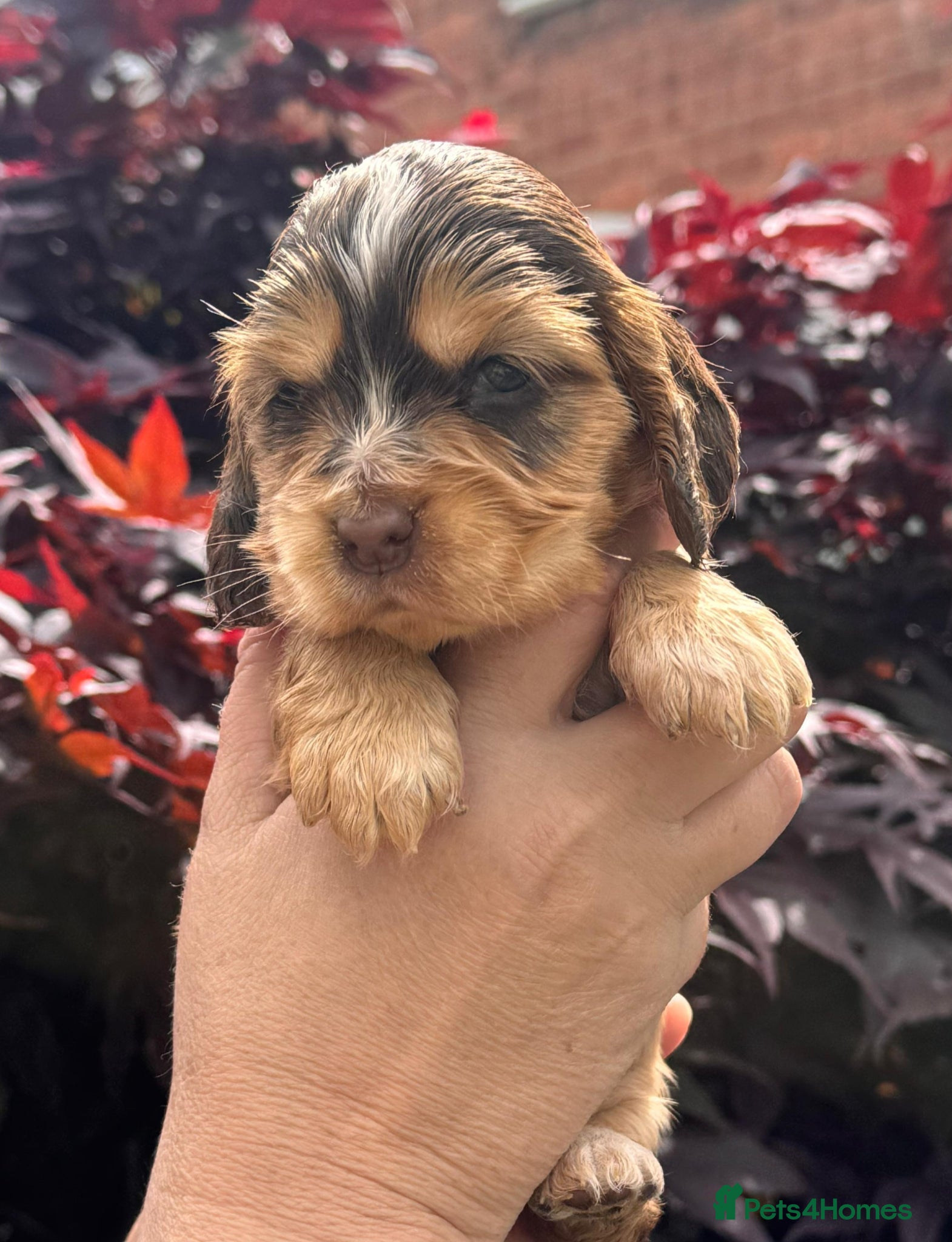 Cocker Spaniel dogs 💜🩷 OUTSTANDING KC SHOW COCKER SPANIELS 🌟 - Advert 2