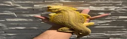 Bearded Dragon reptiles for sale: Super tame High-Yellow Citrus Bearded Dragon - Advert 6